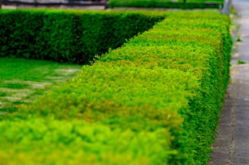 Privacy Hedge Installation