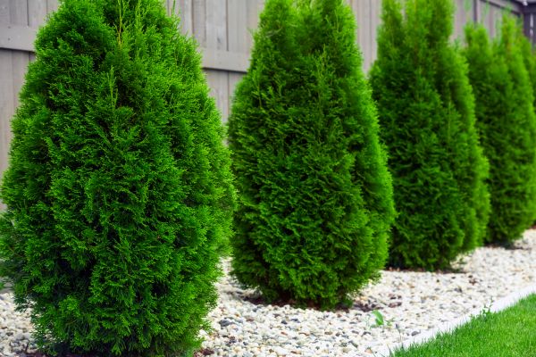 Arborvitae Planting in Fresno