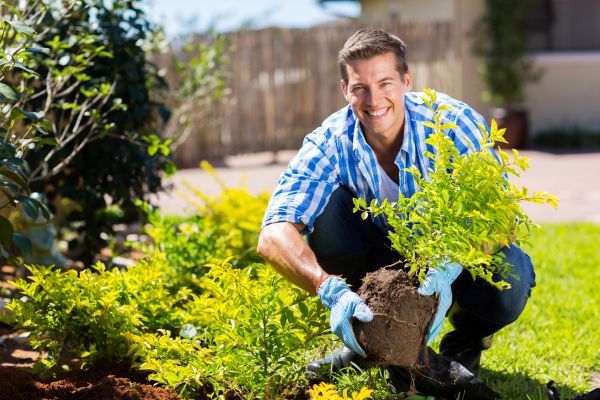 Bush Planting Service in Fresno