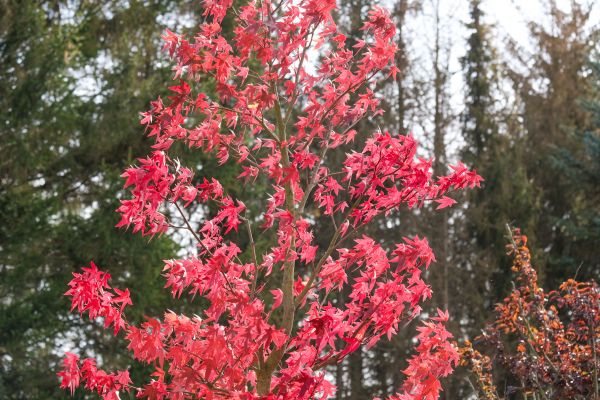 Japanese Maple Planting in Fresno