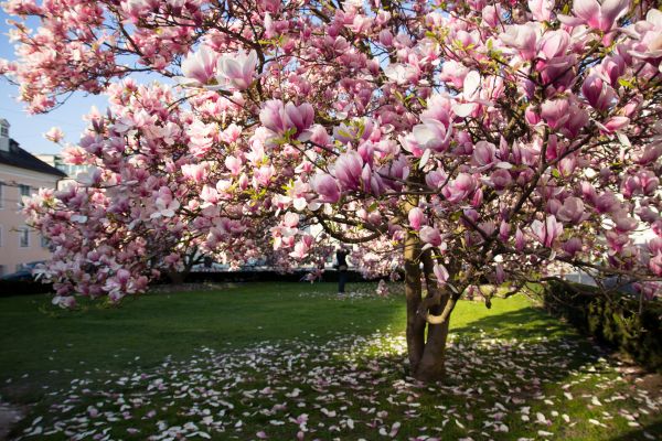 Magnolia Tree Planting in Fresno