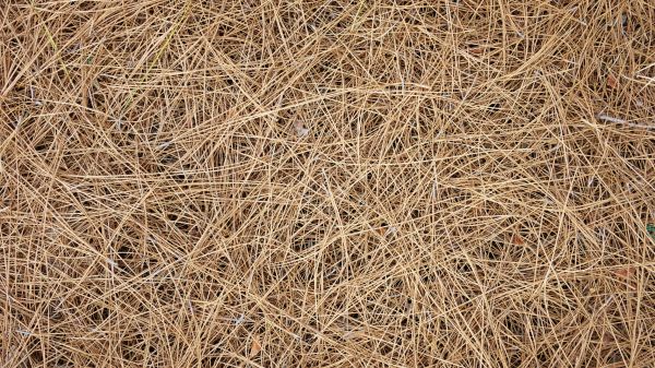 Pine Needles Delivery in Fresno