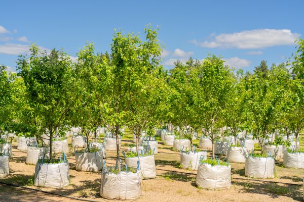 Tree Planting Service in Fresno