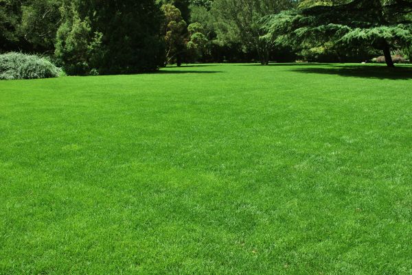 Lawn Landscaping in Fresno