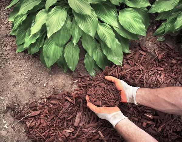Shredded Mulch Service in Fresno