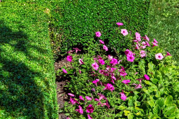 Softscaping Service in Fresno