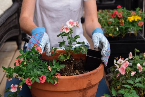 Plant Care Service in Fresno