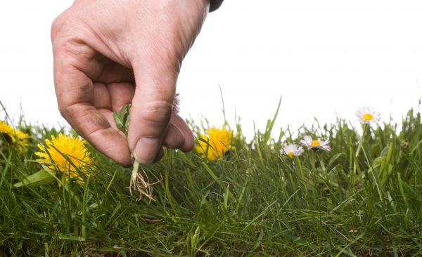Lawn Weeding in Fresno