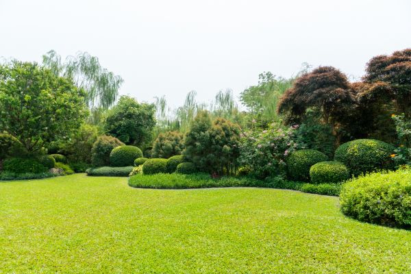 Tree Landscaping in Fresno