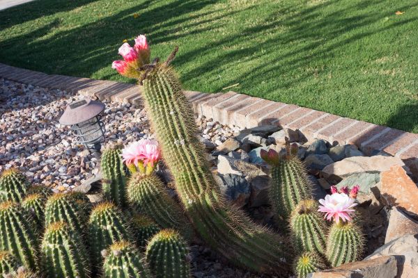 Desert Landscaping in Fresno