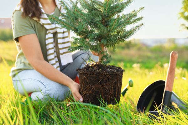 Spruce Tree Planting in Fresno