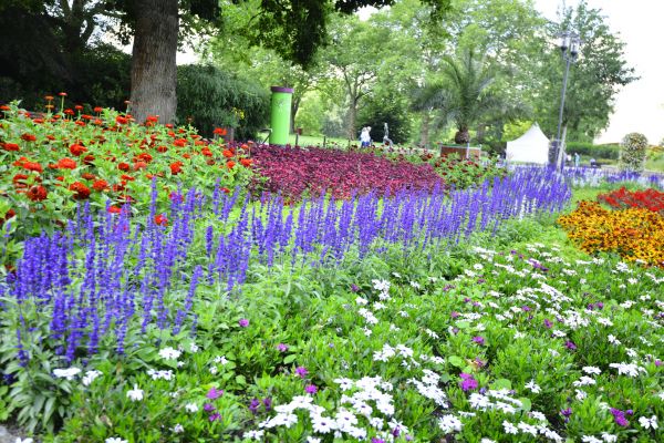 Perennials Planting in Fresno