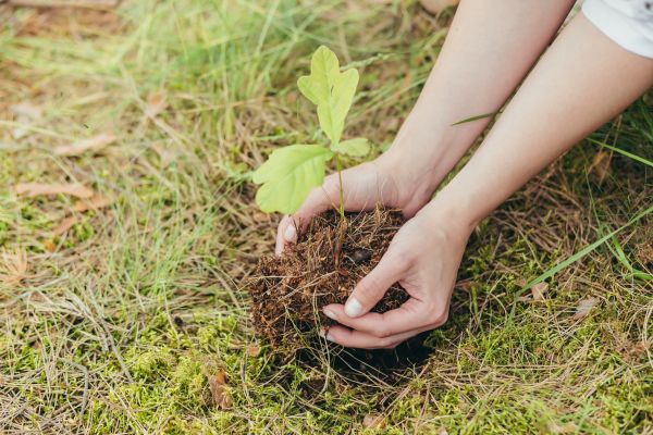 Oak Tree Planting in Fresno