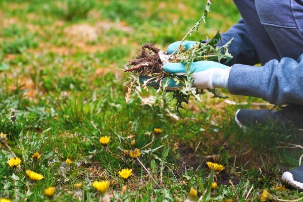 Flower Bed Clearing in Fresno