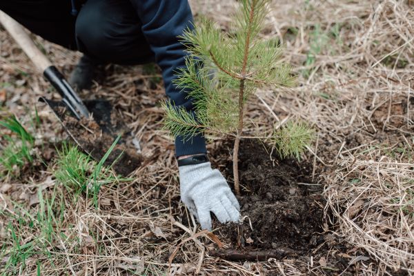 Pine Tree Planting in Fresno