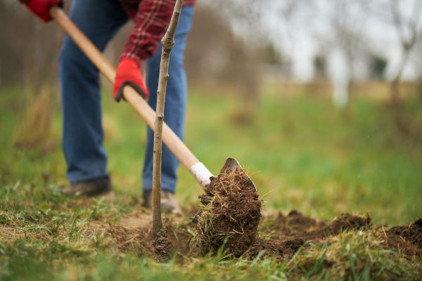Trees Planting in Fresno