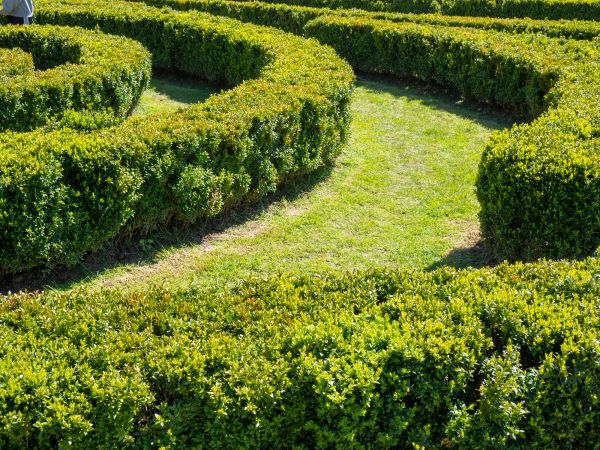 Bush Landscaping in Fresno