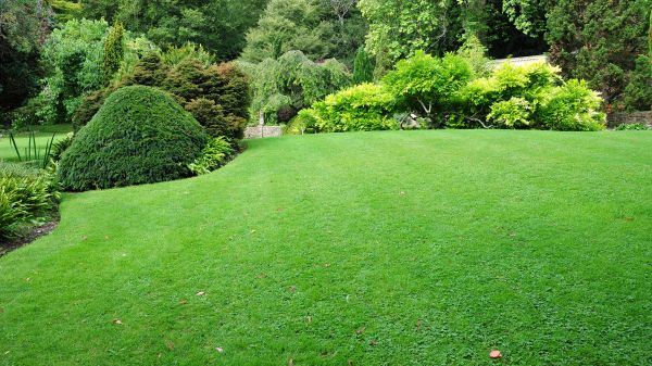 Commercial Landscape Design in Fresno