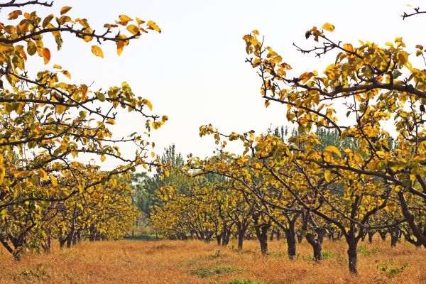 Pear Tree Planting in Fresno