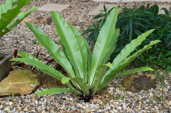 Pea Gravel Installation in Fresno