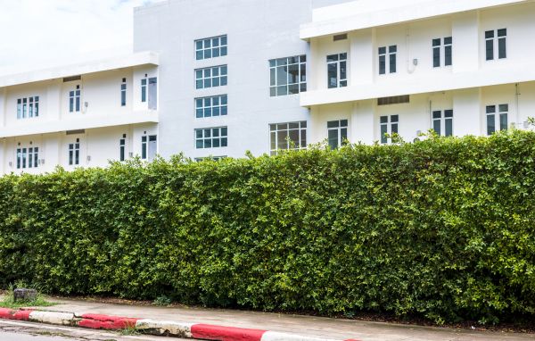 Privacy Landscaping in Fresno