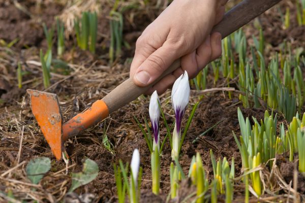 Flower Garden Weeding in Fresno