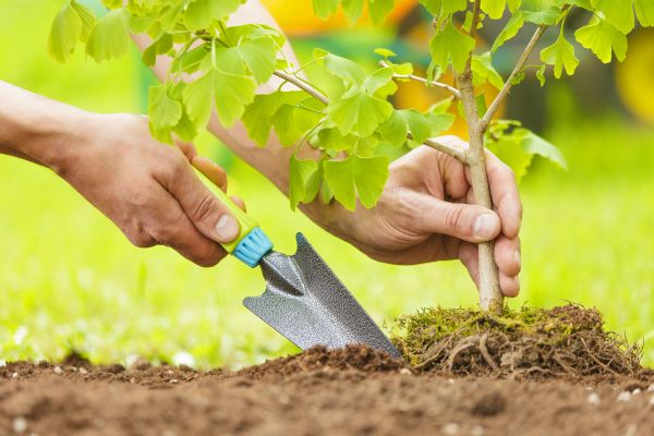 Fruit Tree Planting in Fresno