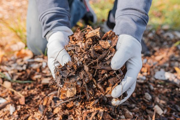 Shredded Mulch Installation in Fresno