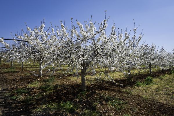 Orchard Planting in Fresno