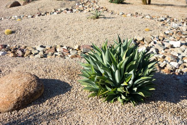Xeriscaping Service in Fresno