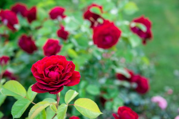 Rose Planting in Fresno