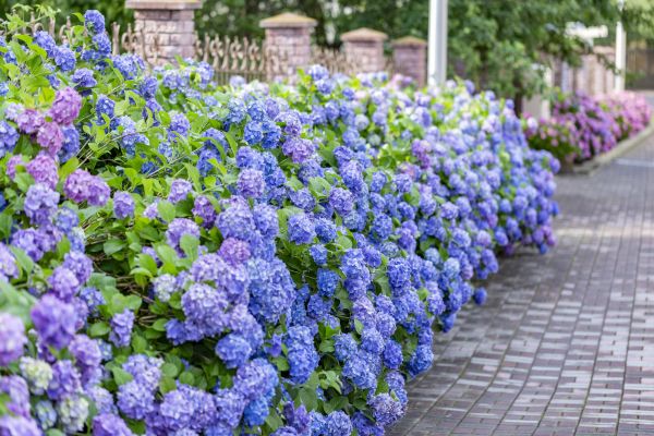 Hydrangea Landscaping in Fresno