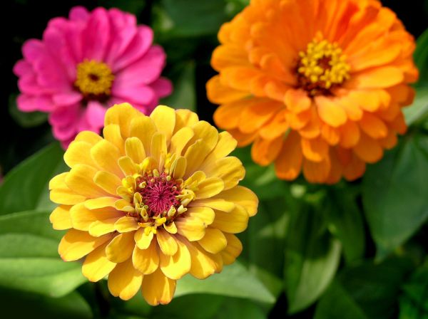Zinnia Planting in Fresno