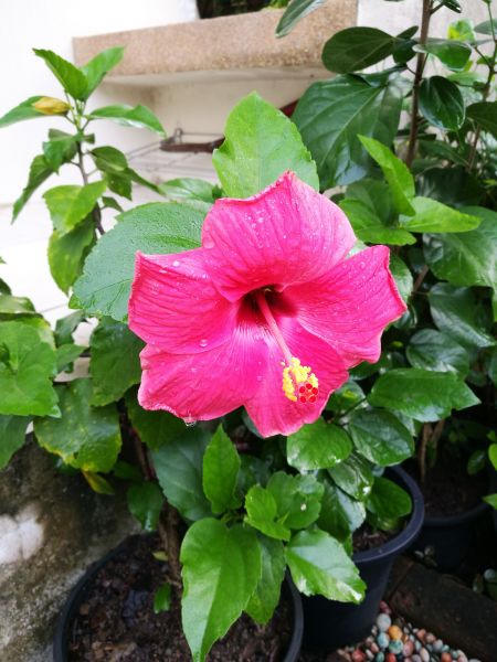 Hibiscus Planting in Fresno