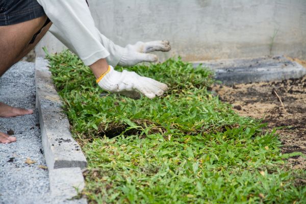 Ground Cover Planting in Fresno