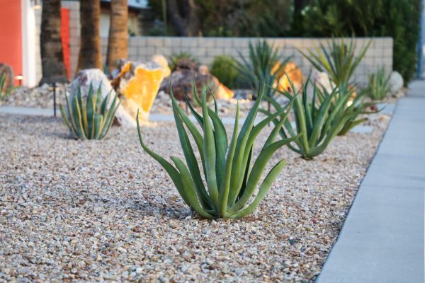 Drought Resistant Landscaping in Fresno