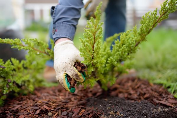 Church Mulching in Fresno