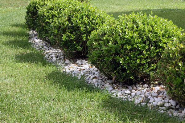Boxwood Planting in Fresno