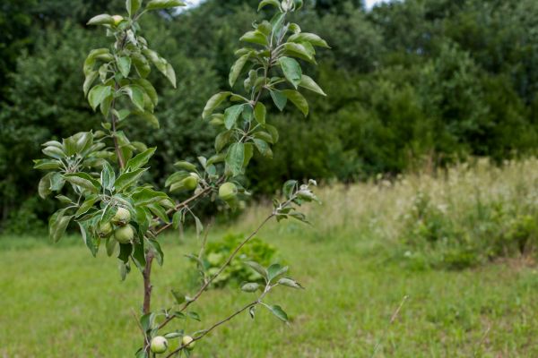 Apple Tree Planting in Fresno